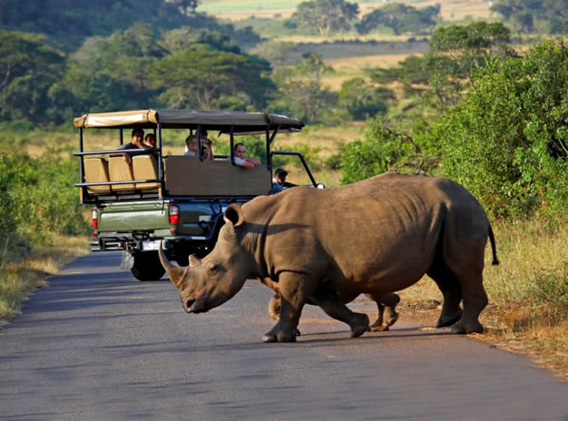 Half Day Hluhluwe-Imfolozi Park Safari