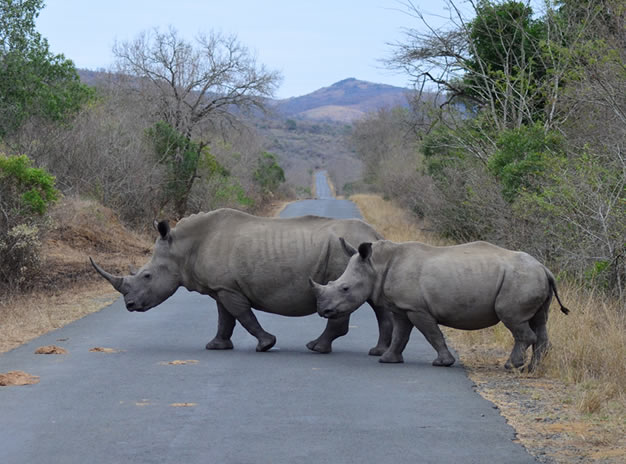 Hluhluwe Tours