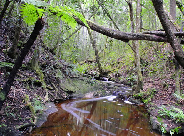 Knysna Forest Day Tour - Garden Route