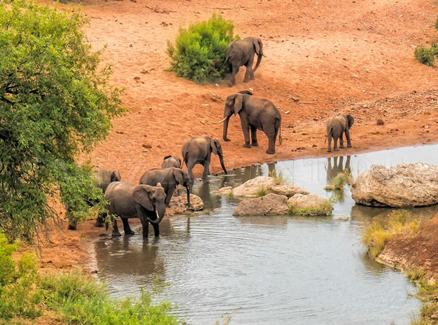 Kruger National Park Tours