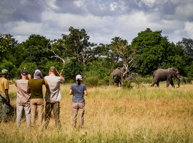 Morning Walking Safari – Hazyview Day Tours